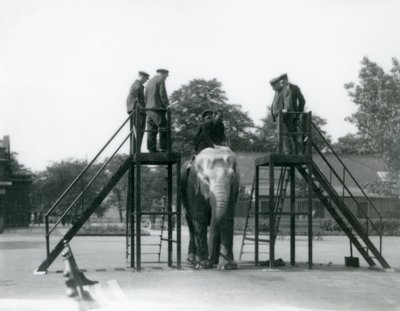 Syed Ali traint Indiarani, terwijl ander personeel en verzorgers toekijken, London Zoo, juni 1922 door Frederick William Bond